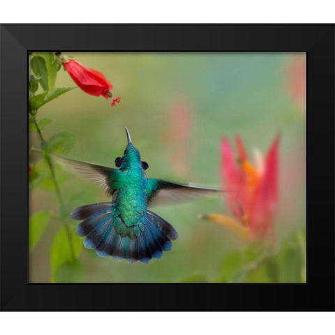 Green Violet-Ear Hummingbird Black Modern Wood Framed Art Print by Fitzharris, Tim