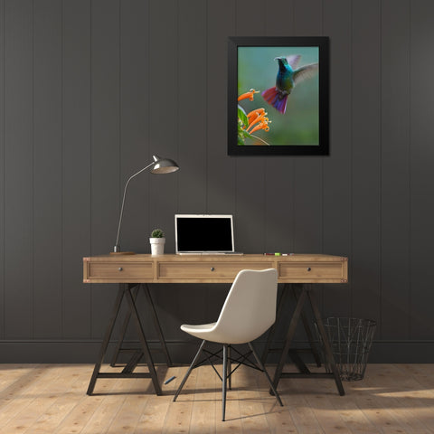Green Breasted Mango Hummingbird at Flame Vine Black Modern Wood Framed Art Print by Fitzharris, Tim