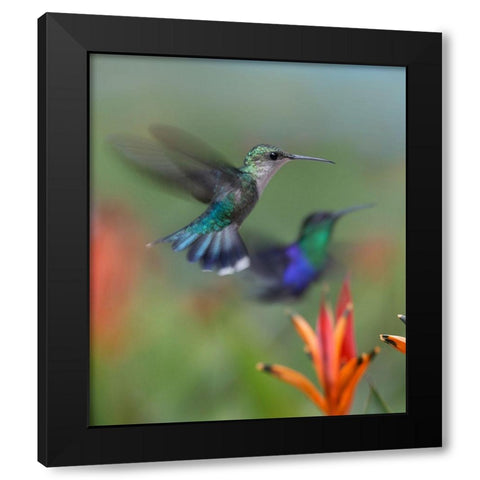 Crowned Wood Nymph Hummingbirds Black Modern Wood Framed Art Print with Double Matting by Fitzharris, Tim