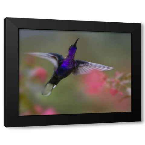 Violet Sabrewing Hummingbird Black Modern Wood Framed Art Print with Double Matting by Fitzharris, Tim