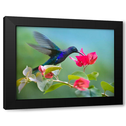 Violet Sabrewing Hummingbird Black Modern Wood Framed Art Print with Double Matting by Fitzharris, Tim