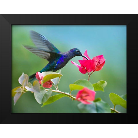 Violet Sabrewing Hummingbird Black Modern Wood Framed Art Print by Fitzharris, Tim