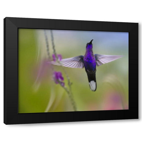 Violet Sabrewing Hummingbird Black Modern Wood Framed Art Print with Double Matting by Fitzharris, Tim