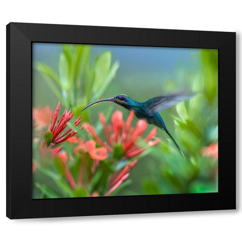 Green Hermit Hummingbird Black Modern Wood Framed Art Print with Double Matting by Fitzharris, Tim