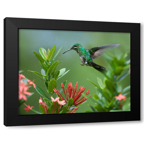 Green Crowned Brilliant Hummingbird Black Modern Wood Framed Art Print by Fitzharris, Tim