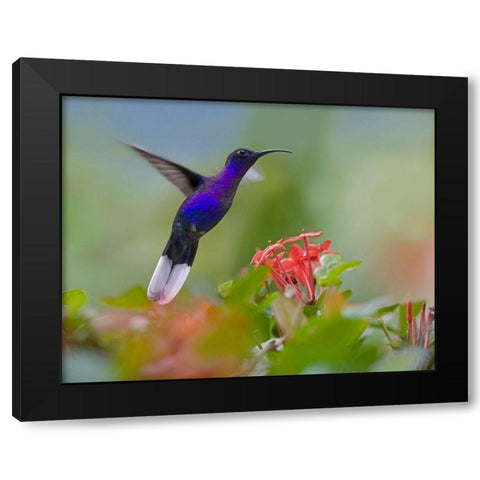 Violet Sabrewing Hummingbird Black Modern Wood Framed Art Print with Double Matting by Fitzharris, Tim
