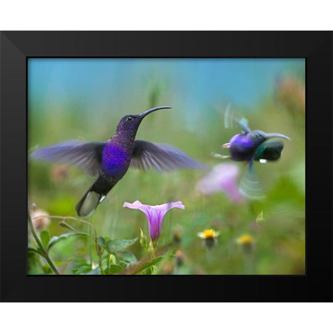 Violet Sabrewing Hummingbirds Black Modern Wood Framed Art Print by Fitzharris, Tim