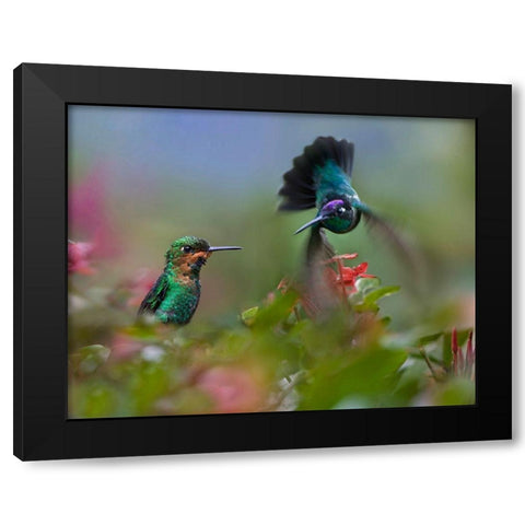 Green Crowned Brilliant and Magnificent Black Modern Wood Framed Art Print with Double Matting by Fitzharris, Tim