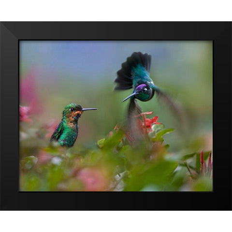 Green Crowned Brilliant and Magnificent Black Modern Wood Framed Art Print by Fitzharris, Tim