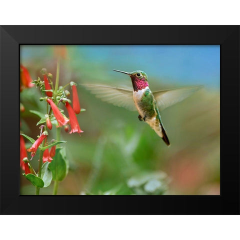 Broad Tailed Hummingbird at Scarlet Bugler Penstemon Black Modern Wood Framed Art Print by Fitzharris, Tim