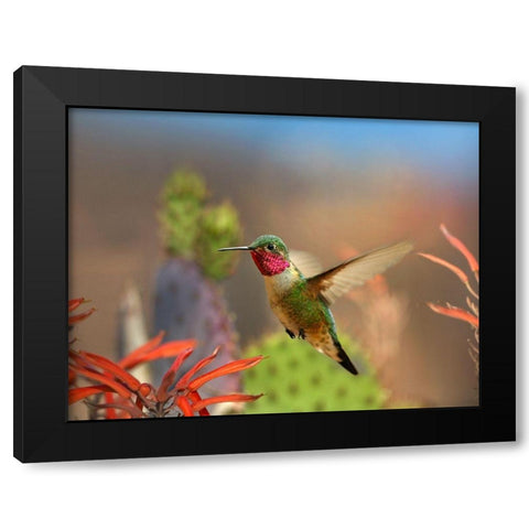 Broad Tailed Hummingbird Black Modern Wood Framed Art Print with Double Matting by Fitzharris, Tim