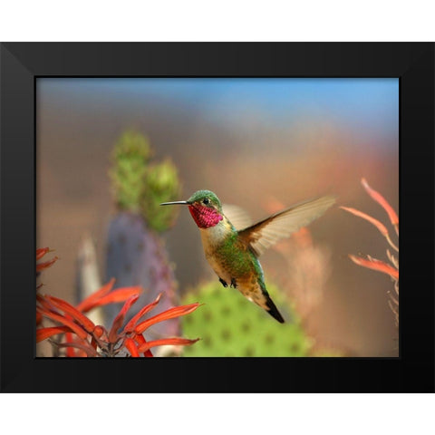 Broad Tailed Hummingbird Black Modern Wood Framed Art Print by Fitzharris, Tim