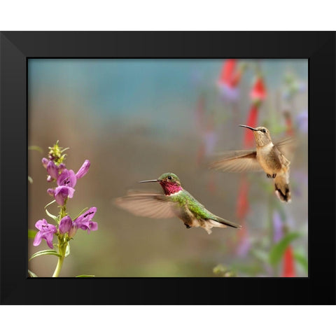 Broad Tailed Hummingbirds Black Modern Wood Framed Art Print by Fitzharris, Tim