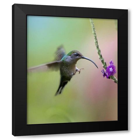 Violet Sabrewing Hummingbird Female Black Modern Wood Framed Art Print with Double Matting by Fitzharris, Tim