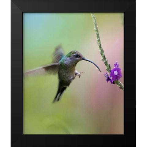 Violet Sabrewing Hummingbird Female Black Modern Wood Framed Art Print by Fitzharris, Tim