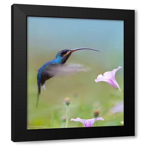 Green Hermit Hummingbird  Black Modern Wood Framed Art Print with Double Matting by Fitzharris, Tim