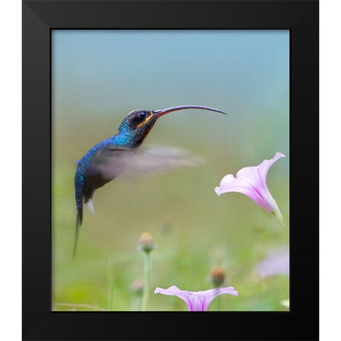 Green Hermit Hummingbird  Black Modern Wood Framed Art Print by Fitzharris, Tim