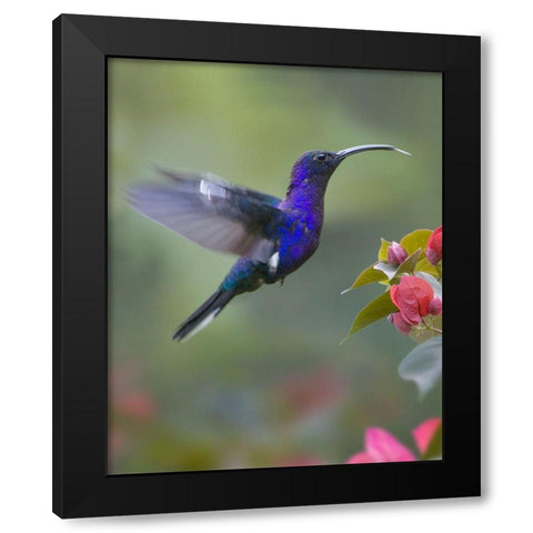 Violet Sabrewing Hummingbird Black Modern Wood Framed Art Print with Double Matting by Fitzharris, Tim