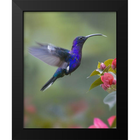 Violet Sabrewing Hummingbird Black Modern Wood Framed Art Print by Fitzharris, Tim