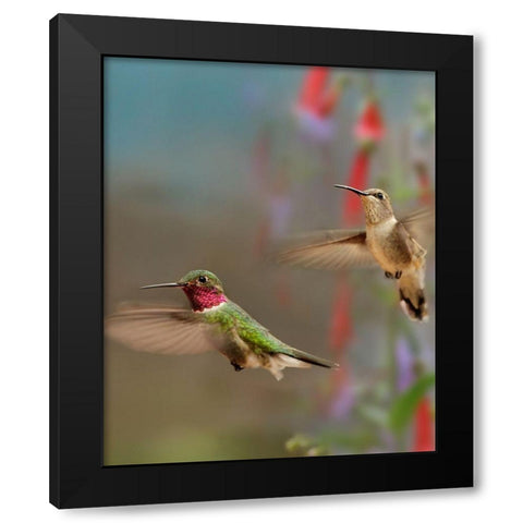 Broad Tailed Hummingbirds Black Modern Wood Framed Art Print with Double Matting by Fitzharris, Tim