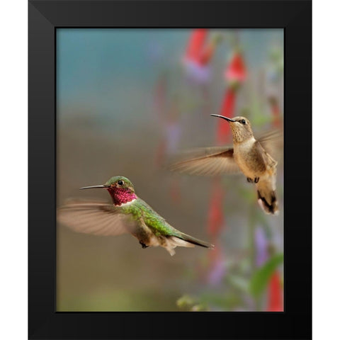 Broad Tailed Hummingbirds Black Modern Wood Framed Art Print by Fitzharris, Tim