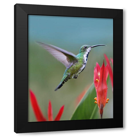 Green Breasted Mango Hummingbird Black Modern Wood Framed Art Print by Fitzharris, Tim