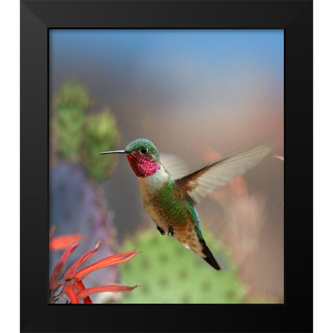 Broad Tailed Hummingbird Black Modern Wood Framed Art Print by Fitzharris, Tim