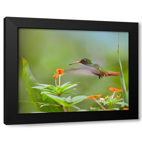 Rufous Tailed Hummingbird Black Modern Wood Framed Art Print with Double Matting by Fitzharris, Tim