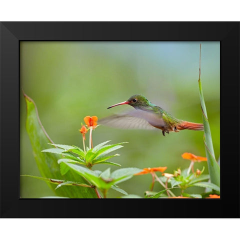 Rufous Tailed Hummingbird Black Modern Wood Framed Art Print by Fitzharris, Tim