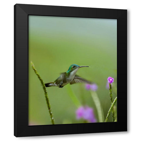 Andean Emerald Hummingbird Black Modern Wood Framed Art Print with Double Matting by Fitzharris, Tim