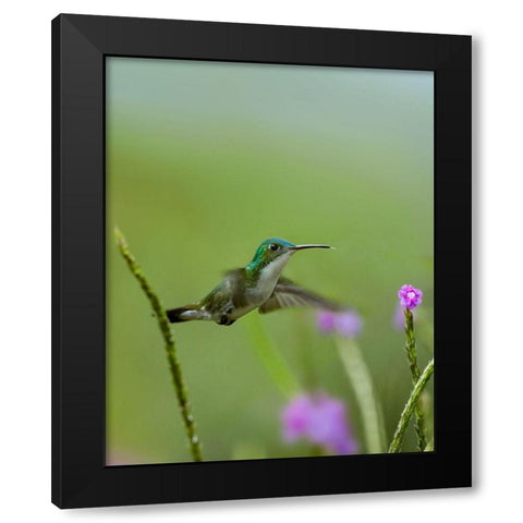 Andean Emerald Hummingbird Black Modern Wood Framed Art Print by Fitzharris, Tim