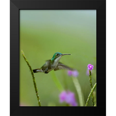 Andean Emerald Hummingbird Black Modern Wood Framed Art Print by Fitzharris, Tim