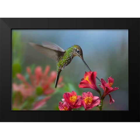 Sword Billed Hummingbird Black Modern Wood Framed Art Print by Fitzharris, Tim