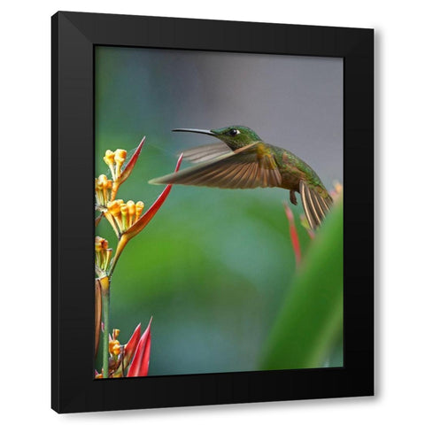 Fawn Breasted Brilliant Hummingbird Black Modern Wood Framed Art Print with Double Matting by Fitzharris, Tim