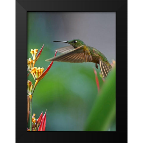 Fawn Breasted Brilliant Hummingbird Black Modern Wood Framed Art Print by Fitzharris, Tim