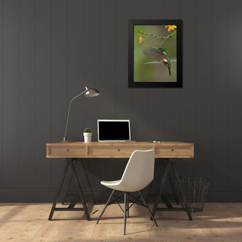 Buff Winged Starfrontlet Hummingbirds Black Modern Wood Framed Art Print by Fitzharris, Tim