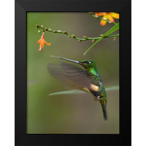 Buff Winged Starfrontlet Hummingbirds Black Modern Wood Framed Art Print by Fitzharris, Tim