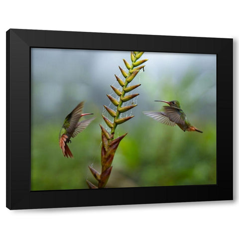 Rufous Tailed Hummingbirds Black Modern Wood Framed Art Print with Double Matting by Fitzharris, Tim