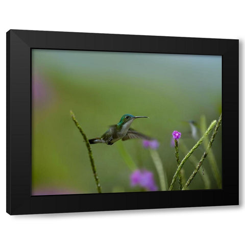 Andean Emerald Humming Bird Black Modern Wood Framed Art Print by Fitzharris, Tim