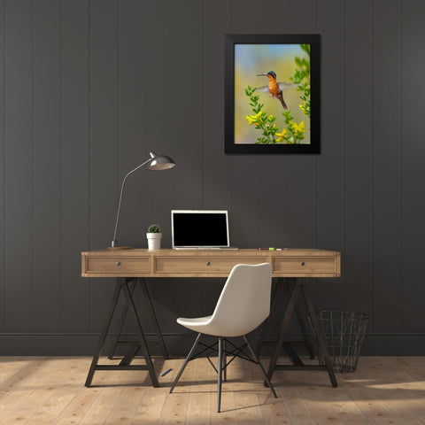 Gray Tailed Mountain Gem Hummingbird Black Modern Wood Framed Art Print by Fitzharris, Tim