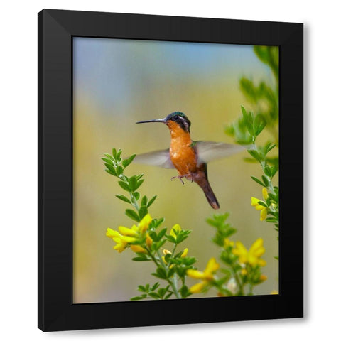 Gray Tailed Mountain Gem Hummingbird Black Modern Wood Framed Art Print by Fitzharris, Tim