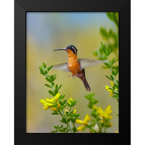 Gray Tailed Mountain Gem Hummingbird Black Modern Wood Framed Art Print by Fitzharris, Tim