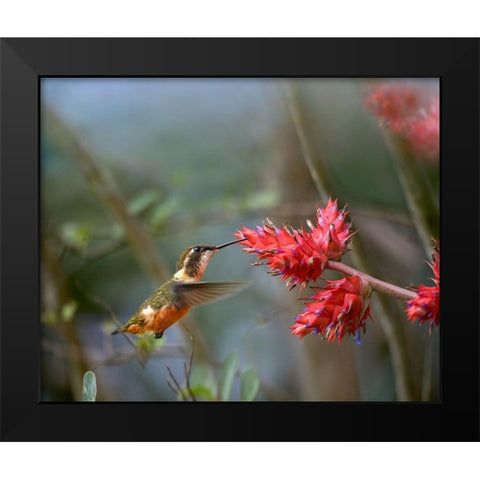 Purple Throated Woodstar Hummingbird Black Modern Wood Framed Art Print by Fitzharris, Tim