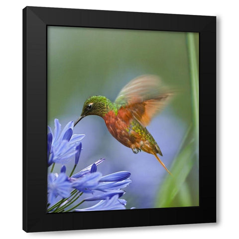 Chestnut Breasted Coronet Hummingbirds Black Modern Wood Framed Art Print with Double Matting by Fitzharris, Tim