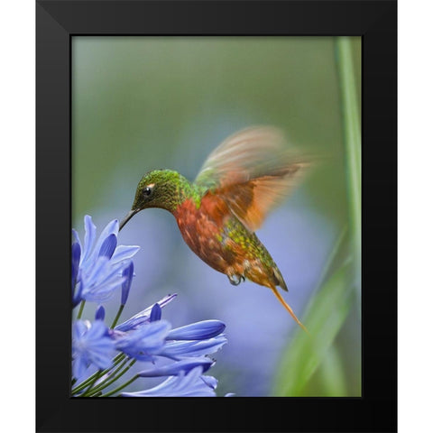 Chestnut Breasted Coronet Hummingbirds Black Modern Wood Framed Art Print by Fitzharris, Tim