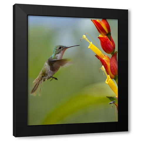 Andean Emerald Humming Bird Black Modern Wood Framed Art Print with Double Matting by Fitzharris, Tim