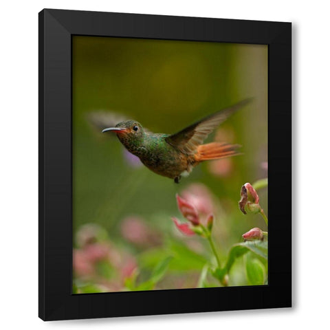 Rufous Tailed Hummingbird Black Modern Wood Framed Art Print with Double Matting by Fitzharris, Tim