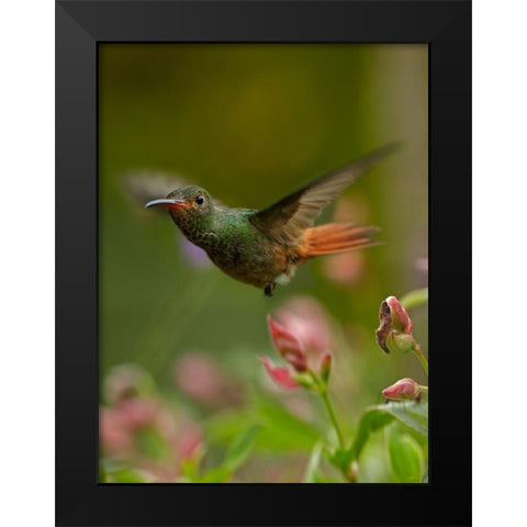 Rufous Tailed Hummingbird Black Modern Wood Framed Art Print by Fitzharris, Tim