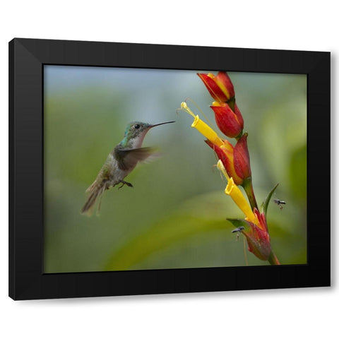 Andean Emerald Humming Bird Black Modern Wood Framed Art Print by Fitzharris, Tim