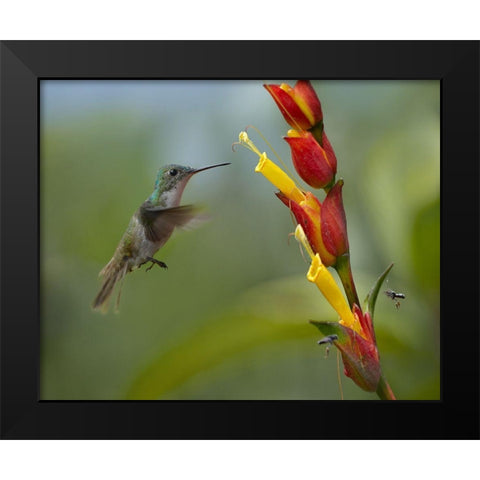 Andean Emerald Humming Bird Black Modern Wood Framed Art Print by Fitzharris, Tim